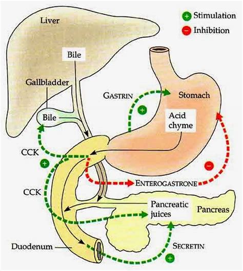 cck hormone secreted by